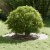 Set de Ghivece din Plastic Alb Plastic Mare Ghivece GartenMobel Dekor