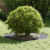Ghiveci antracit Antracit Plastic Mare Ghiveci mare Rotund GartenMobel Dekor