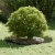 Ghiveci Oliv Oliv Plastic Mare Inserții Decorative Ghiveci Oliv GartenMobel Dekor