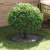Ghiveci din Plastic Negru Plastic Mare Inserții Decorative GartenMobel Dekor