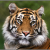 Proiector tip lanterna - Cele mai periculoase animale PlayLearn Toys