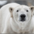 Proiector tip lanterna - Cele mai periculoase animale PlayLearn Toys