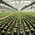 Folie agrotextil, antiburuieni, filtru uv, 1.1x50 metri, 100 g/mp, polipropilena MultiMark GlobalProd
