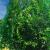 Plasa anti pasari 4x5m din polietilena, verde Household NewTrend