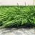 Covor Iarba Artificiala, Tip Gazon, Verde, 30 mm, 10 mp, 200×500 cm Household NewTrend