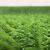 Covor Iarba Artificiala, Tip Gazon, Verde, 20 mm, 10 mp, 200×500 cm Household NewTrend