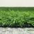 Covor Iarba Artificiala, Tip Gazon, Verde, 20 mm, 10 mp, 200×500 cm Household NewTrend