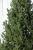 Brad artificial Christmas Deluxe by Sersimo, Viena Select, integral 3D, 210cm Household NewTrend