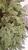 Brad artificial Christmas Deluxe by Sersimo, Kovalivka Select, integral 3D, 230cm Household NewTrend