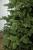 Brad artificial Christmas Deluxe by Sersimo, Kovalivka Select, integral 3D, 230cm Household NewTrend