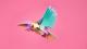 Clixo® joc magnetic de construit - Pasari tropicale (22 piese) PlayLearn Toys