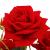 Buchet de flori artificiale din poliester, 6 fire trandafiri, 55cm, rosu Household NewTrend