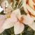 Buchet de flori artificiale din poliester, 9 fire trandafiri, 40cm, roz Household NewTrend