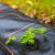 Folie agrotextil, mulcire, antiburuieni, filtru UV, 10 x 3.2metri, 70g/m2, negru Household NewTrend
