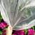 Folie agrotextil, mulcire, antiburuieni, filtru UV, 50 x 1.6metri, 70g/m2, alb Household NewTrend
