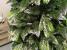 Brad artificial Christmas Deluxe by Sersimo, Diamant, 2D+3D, 220cm Household NewTrend
