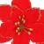 Set 10 ornamente pentru bradul de Craciun, stea Poinsettia, 13cm, rosu cu sclipici Household NewTrend