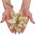 Set 10 ornamente pentru bradul de Craciun, stea Poinsettia, 13cm, auriu crem Household NewTrend