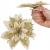 Set 10 ornamente pentru bradul de Craciun, stea Poinsettia, 13cm, auriu crem Household NewTrend