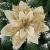 Set 10 ornamente pentru bradul de Craciun, stea Poinsettia, 13cm, auriu crem Household NewTrend