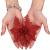 Set 10 ornamente pentru bradul de Craciun, stea Poinsettia, 10cm, rosu Household NewTrend