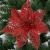 Set 10 ornamente pentru bradul de Craciun, stea Poinsettia, 10cm, rosu Household NewTrend