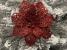 Set 10 ornamente pentru bradul de Craciun, stea Poinsettia, 10cm, rosu Household NewTrend
