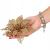 Set 10 ornamente pentru bradul de Craciun, stea Poinsettia, 14cm, auriu Household NewTrend