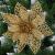 Set 10 ornamente pentru bradul de Craciun, stea Poinsettia, 14cm, auriu Household NewTrend