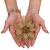 Set 10 ornamente pentru bradul de Craciun, stea Poinsettia, 14cm, auriu Household NewTrend