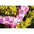 Manusi de gradina model floral, marimea 7" VERTO 97H146 HardWork ToolsRange