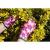 Manusi de gradina model floral, marimea 9" VERTO 97H148 HardWork ToolsRange
