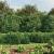 Gard plasă de sârmă, verde, 2x25 m, oțel galvanizat GartenMobel Dekor