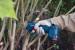 Bosch Pro Pruner (solo) Foarfeca Li-Ion, 12V, fara acumulator in set ProAdvanced PowerfulTools