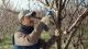 Bosch Pro Pruner Foarfeca Li-Ion, 12V cu 2 acumulatori 3Ah ProAdvanced PowerfulTools