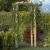 Arcadă cu spalier, 110x60x210 cm, lemn masiv de pin tratat GartenMobel Dekor
