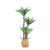 Planta Artificiala Dracaena fragrans, fara Ghiveci, 180cm Verde ModernLight Concept