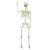 Schelet de Halloween Manual Ajustabil Alb 155 x 38.5 cm Plastic GartenMobel Dekor