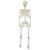 Schelet de Halloween Manual Ajustabil Alb 155 x 38.5 cm Plastic GartenMobel Dekor