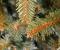 Brad artificial Christmas Deluxe by Sersimo, Royal, 240cm Household NewTrend