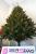 Brad artificial Christmas Deluxe by Sersimo, Royal, 180cm Household NewTrend