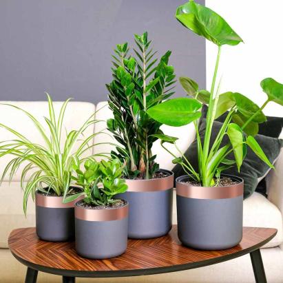 Bandă din cupru dublă față 6 pcs Cupru 2000 x 5 cm Cupru GartenMobel Dekor