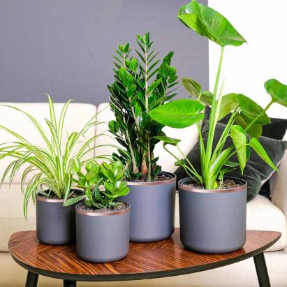 Bandă din cupru dublă față 6 pcs Cupru 2000 x 1 cm Cupru GartenMobel Dekor