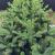 Brad artificial Sersimo, Alaska, verde, mix 2D+3D, 210 cm Household NewTrend
