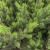 Brad artificial Sersimo, Hollandia, verde cu varfuri verzi, integral 3D, 210 cm Household NewTrend