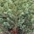 Brad artificial Sersimo, Hollandia, verde cu varfuri argintii, integral 3D, 230 cm Household NewTrend