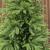 Brad artificial Sersimo, Alpine, verde, integral 3D, 210 cm Household NewTrend