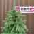 Brad artificial Sersimo, Alpine, verde, integral 3D, 210 cm Household NewTrend