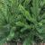 Brad artificial Sersimo, Alpine, verde, integral 3D, 210 cm Household NewTrend
