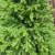 Brad artificial Sersimo, Alindra Elite, verde, integral 3D, 210 cm Household NewTrend